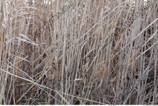 Photo Texture of Grass Tall 0003